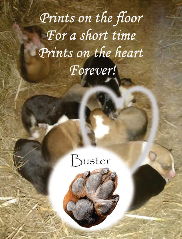 Pet Memorial, Customizable